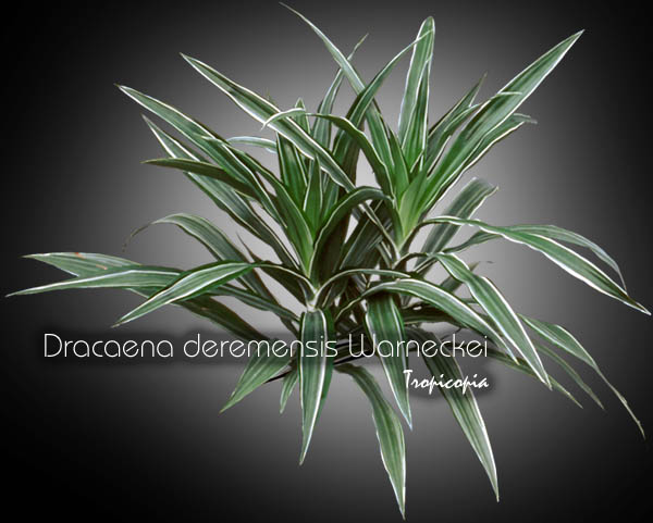 Dracaena - Dracaena deremensis Warneckei - Dracaena ligné - Striped Dracaena
